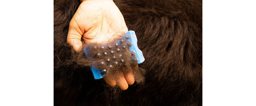 A Selection of Pet Grooming Brushes